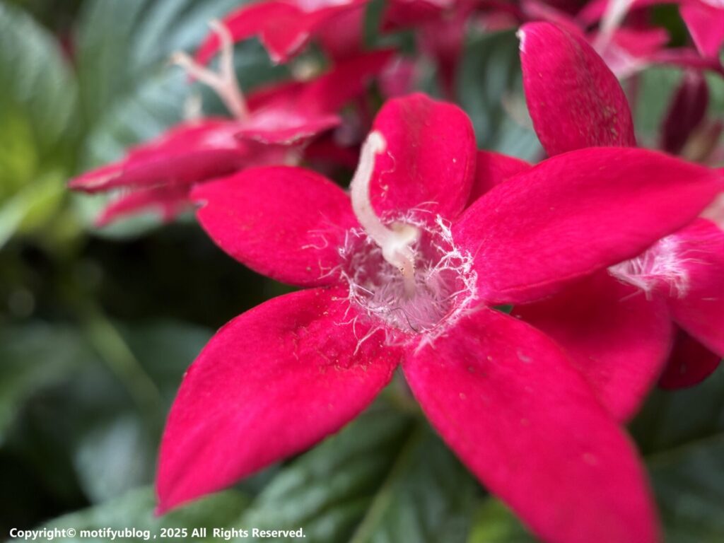 iPhone 17 Pro　マクロ撮影